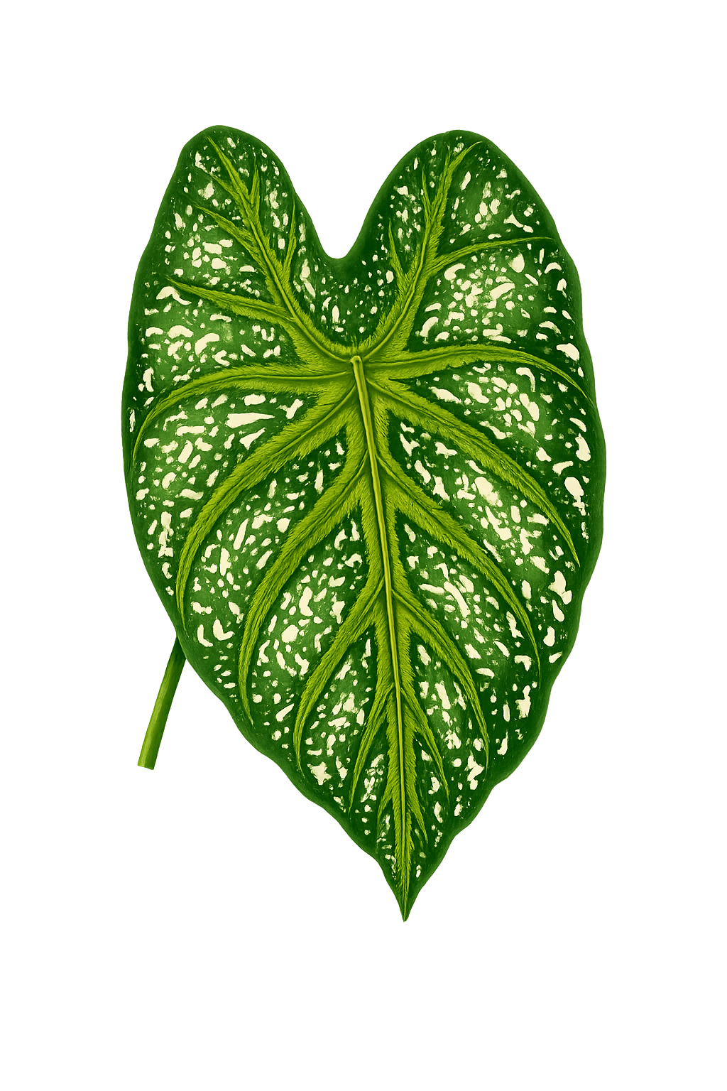 Hoja botánica